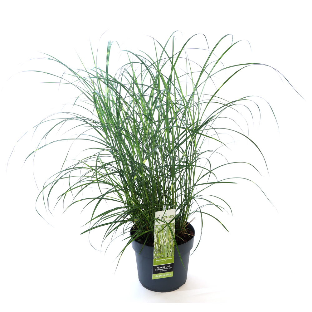Miscanthus sinensis strictus dwarf