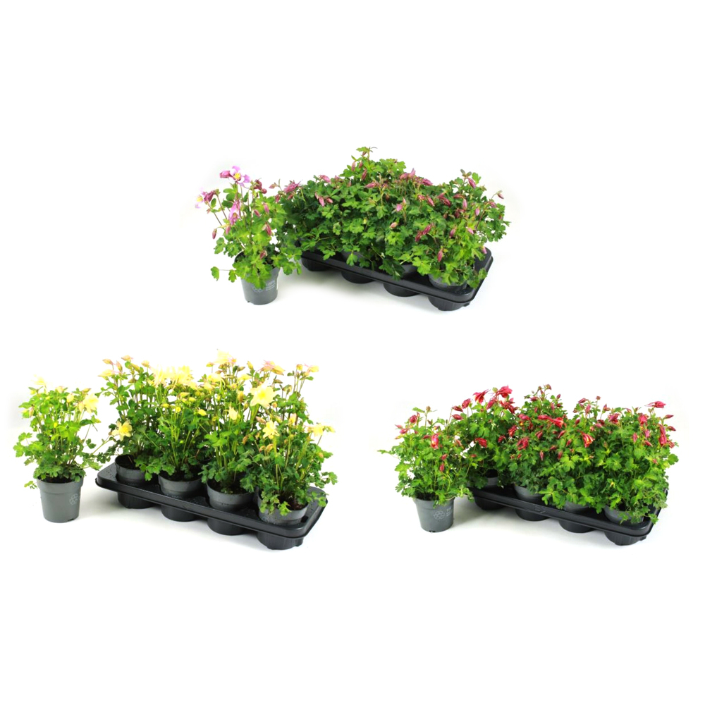 Aquilegia caerulea early bird