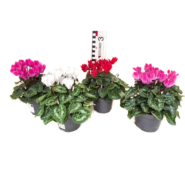 Cyclamen persicum verano