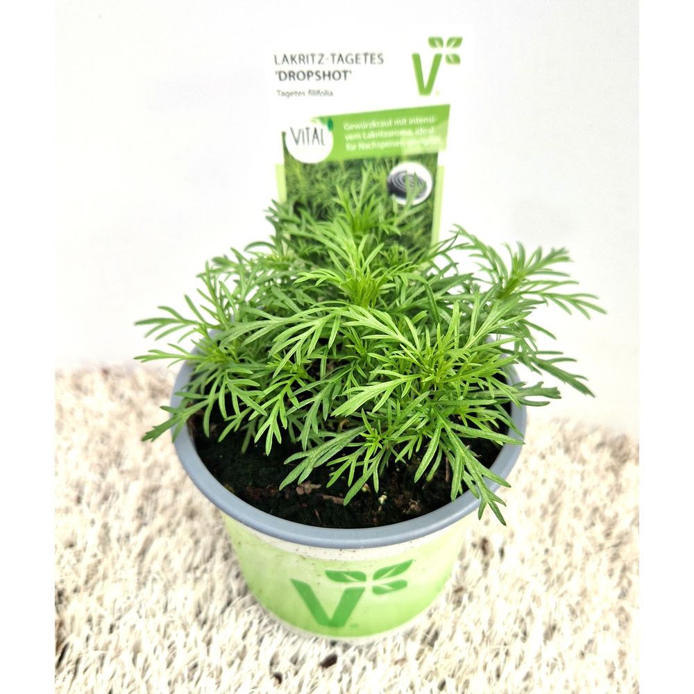 Tagetes filifolia dropshot