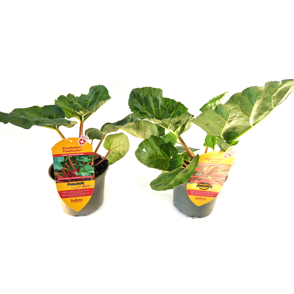 Rheum rhabarbarum everbarber