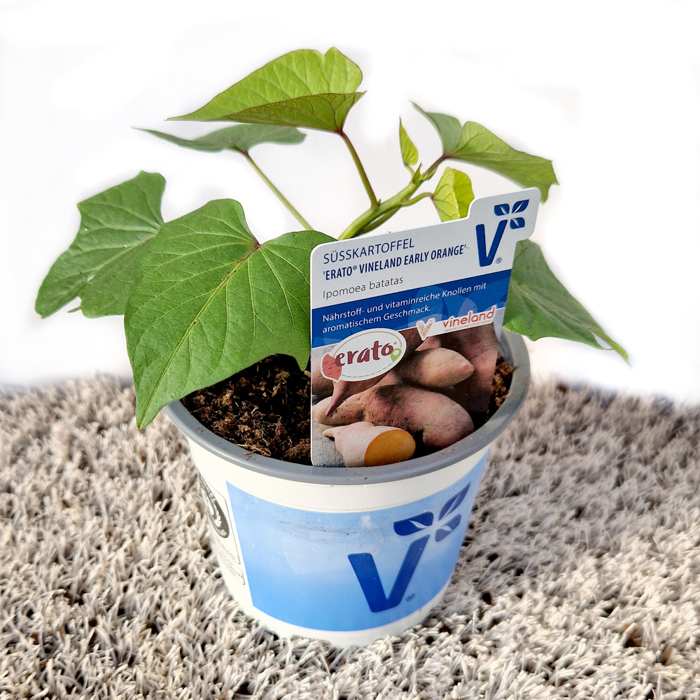 Ipomoea batatas erato early orange