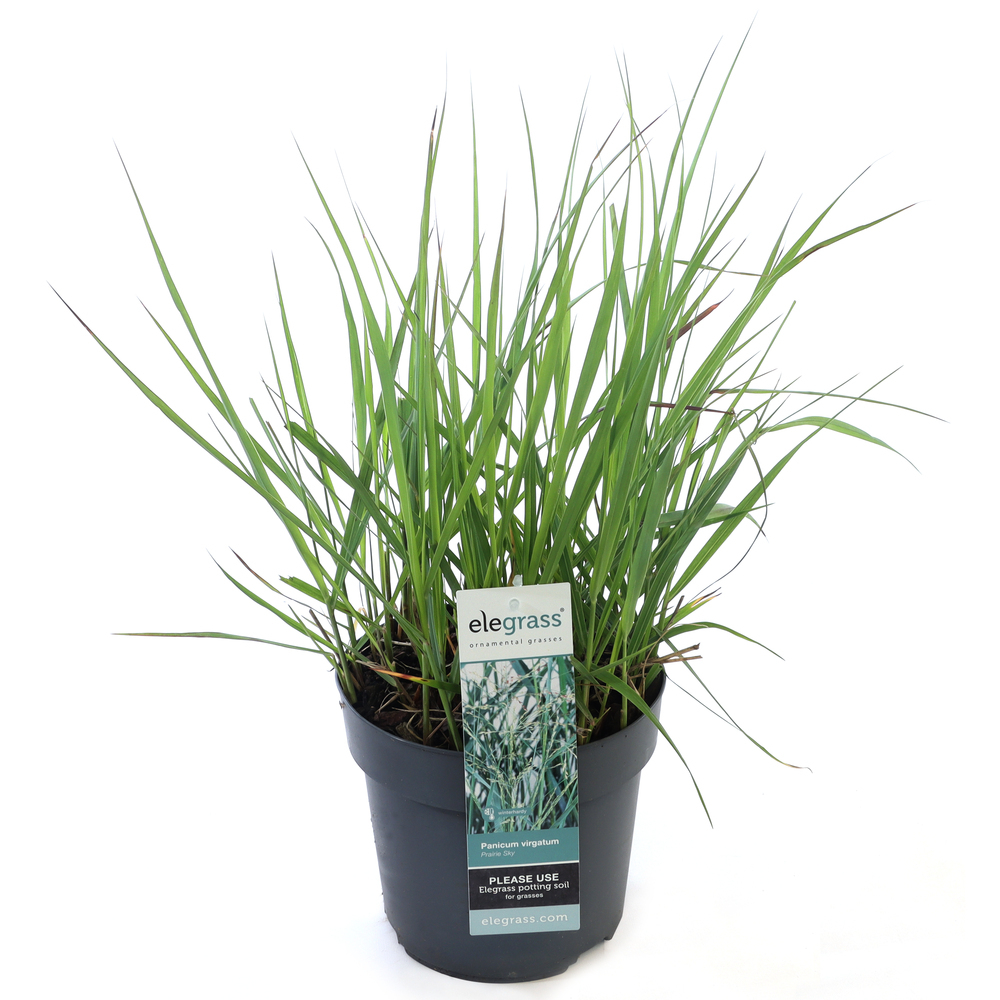 Panicum virgatum prairie sky