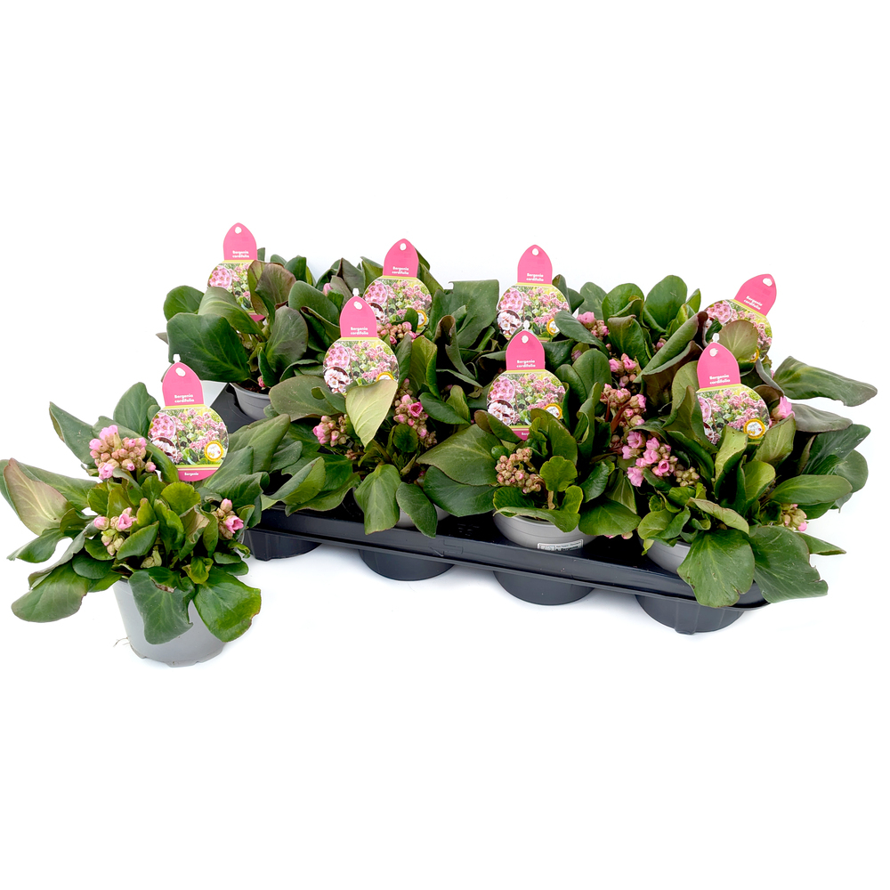 Bergenia cordifolia rosenkristall