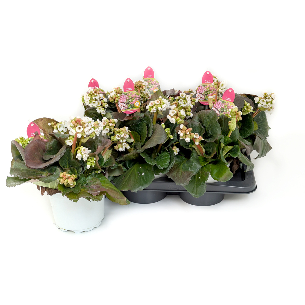 Bergenia cordifolia jelle