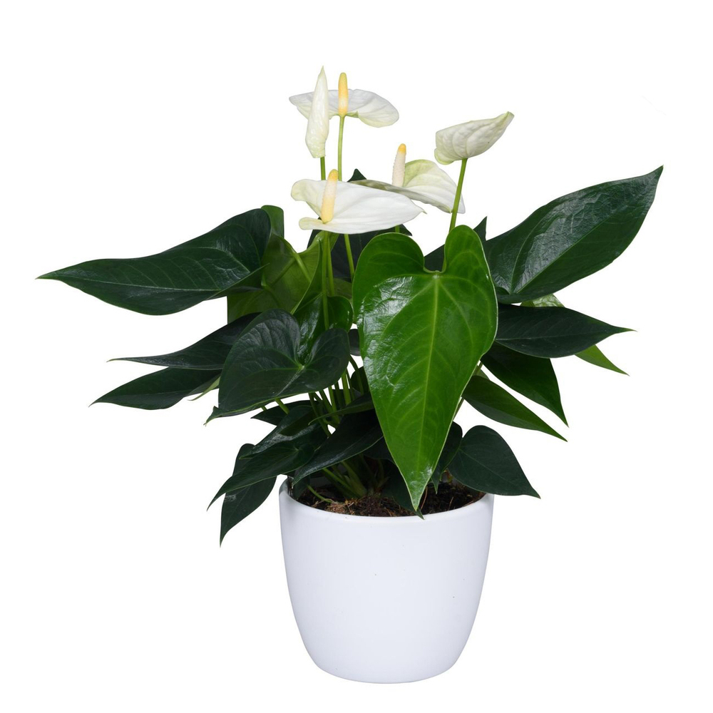 Anthurium andreanum cocos