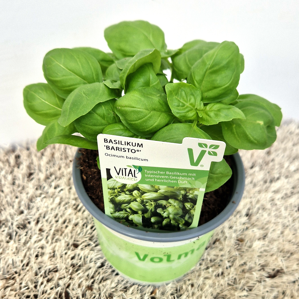 Ocimum basilicum baristo