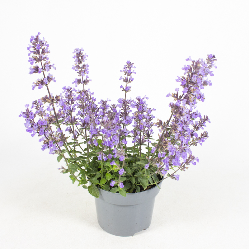 Nepeta faassenii purrsian blue