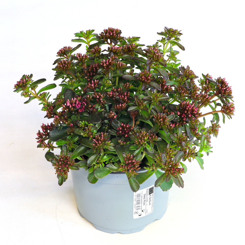 sedum spurium spot on deep rose