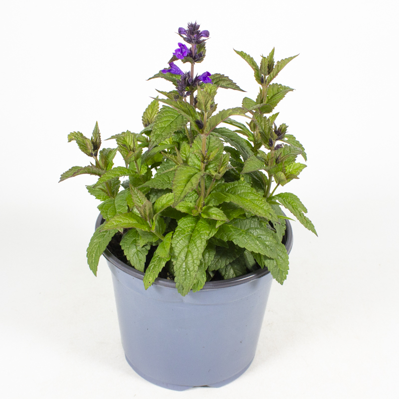 Nepeta faassenii purrsian blue