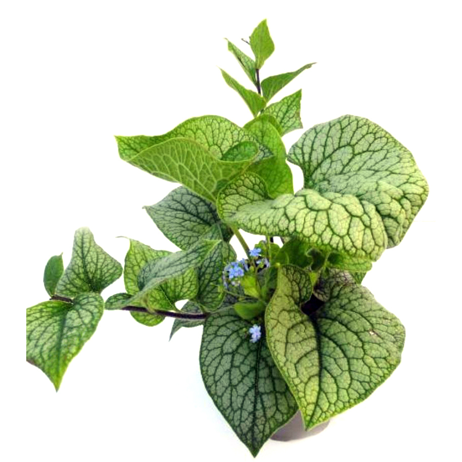 Brunnera macrophylla jack frost