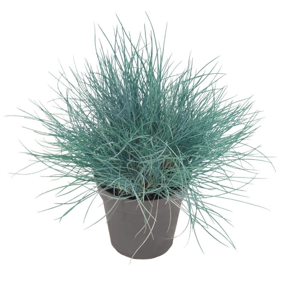 Festuca valesiaca