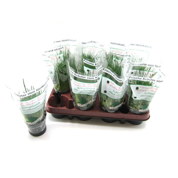 allium schoenoprasum