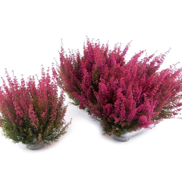 Erica gracilis