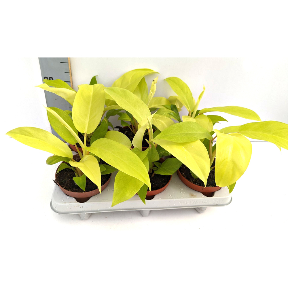 Philodendron malaya gold