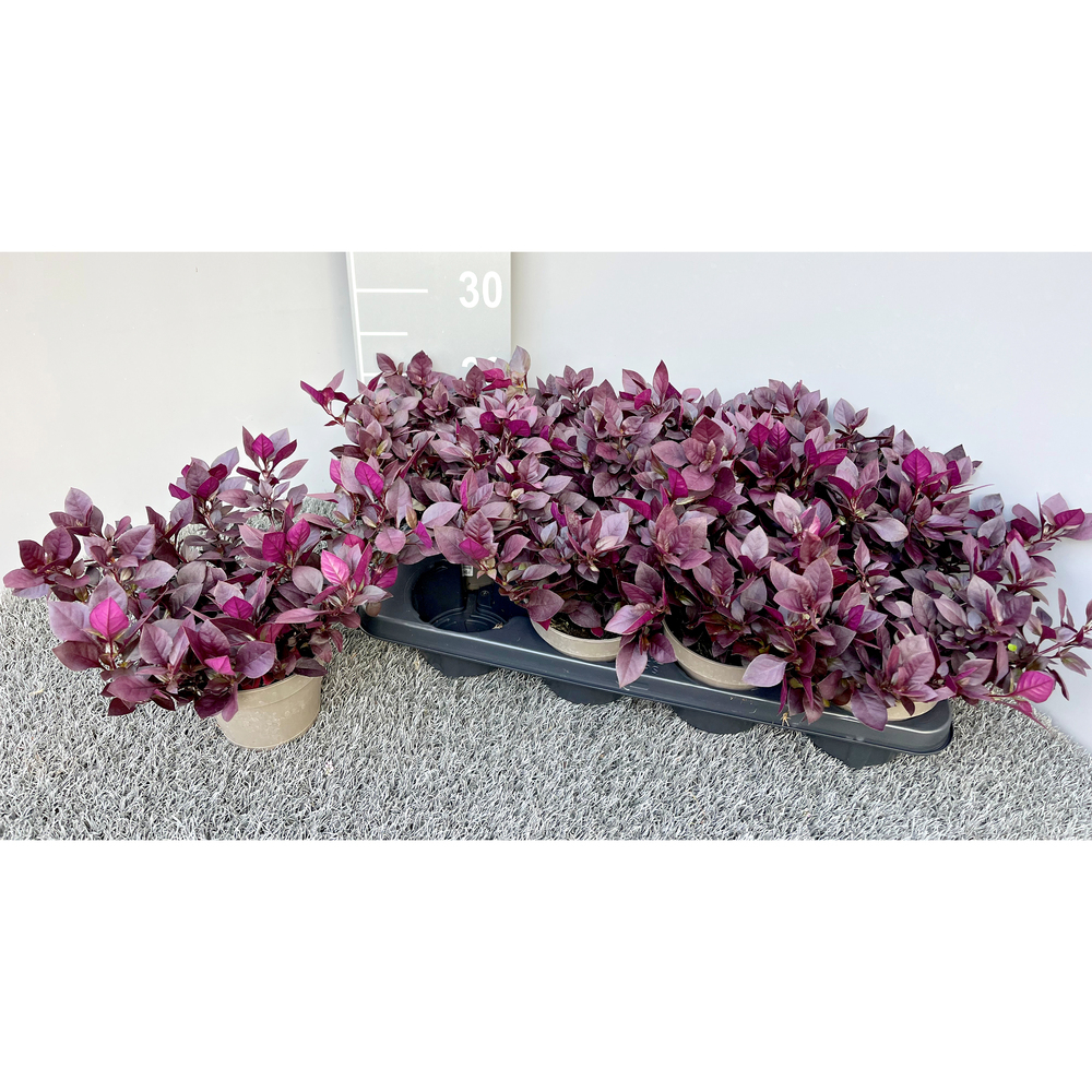 Alternanthera