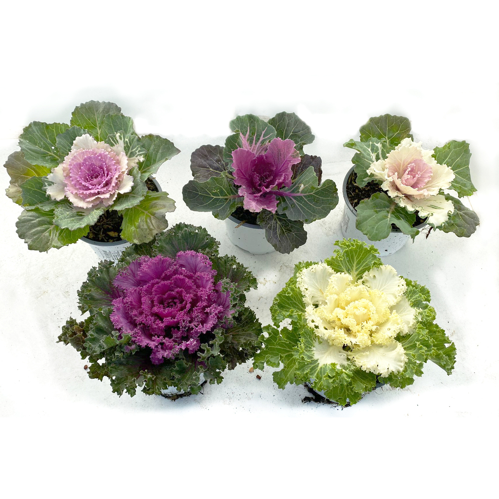 Brassica oleracea