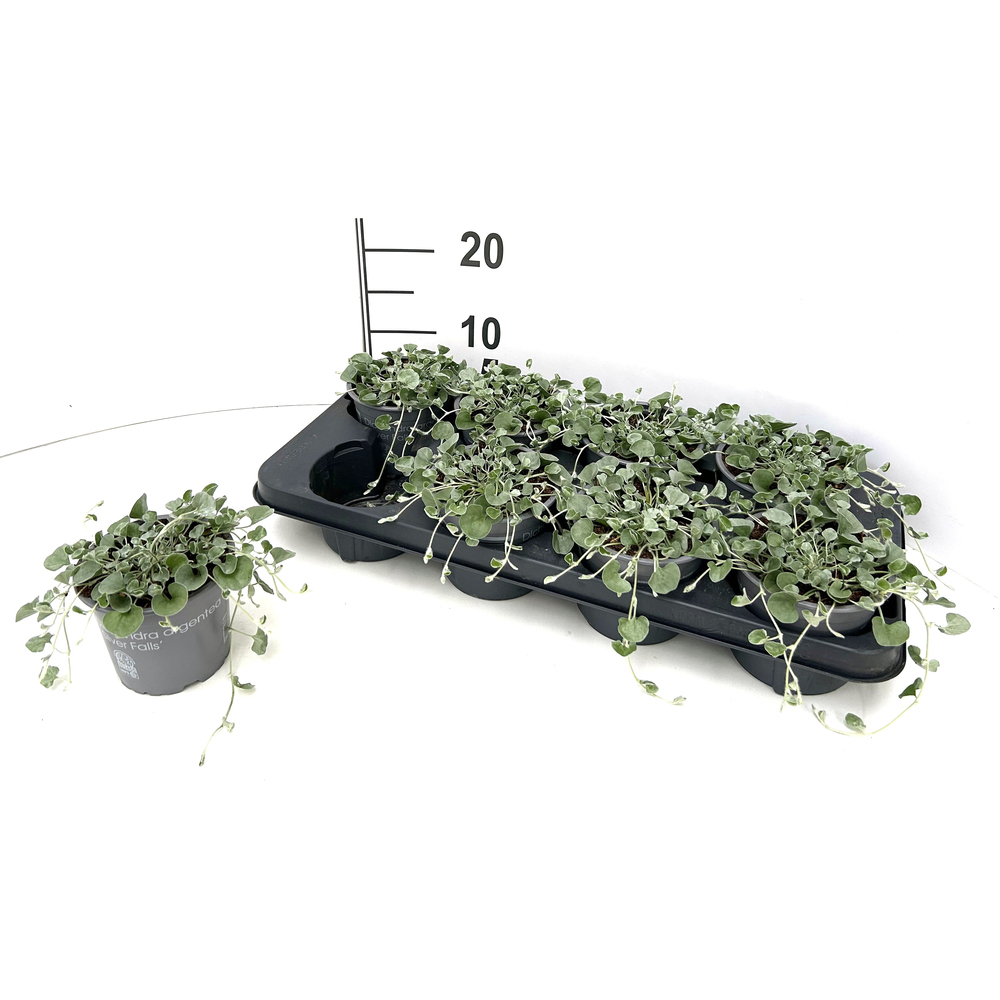 dichondra argenta