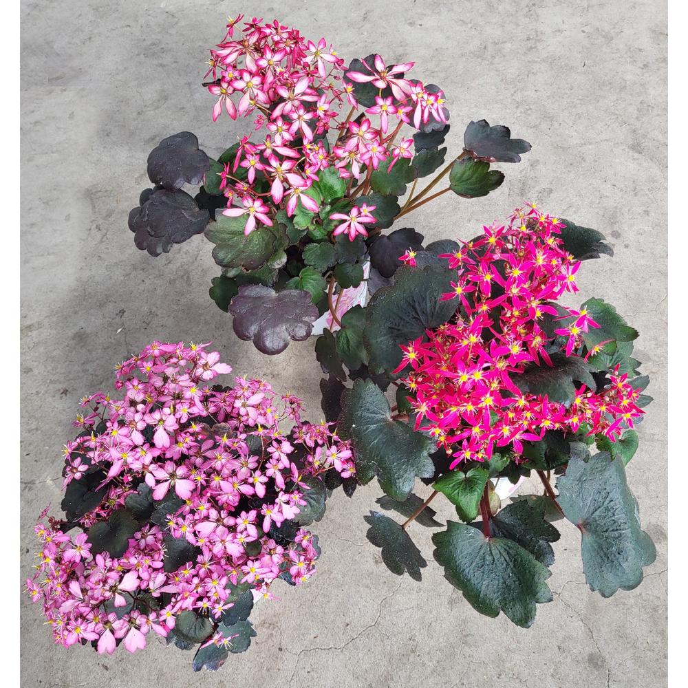 Saxifraga cortusifolia dancing pixies