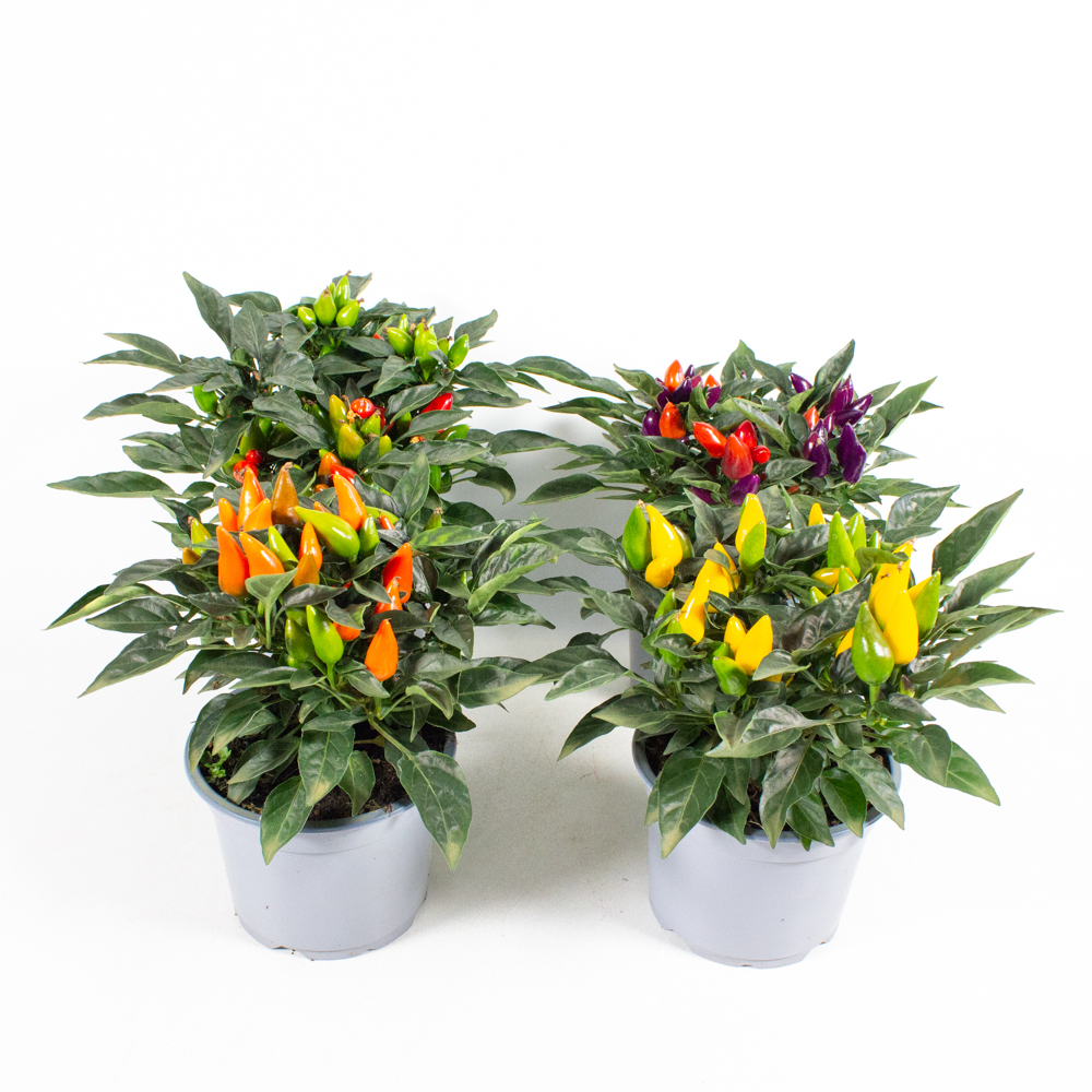 Capsicum annuum