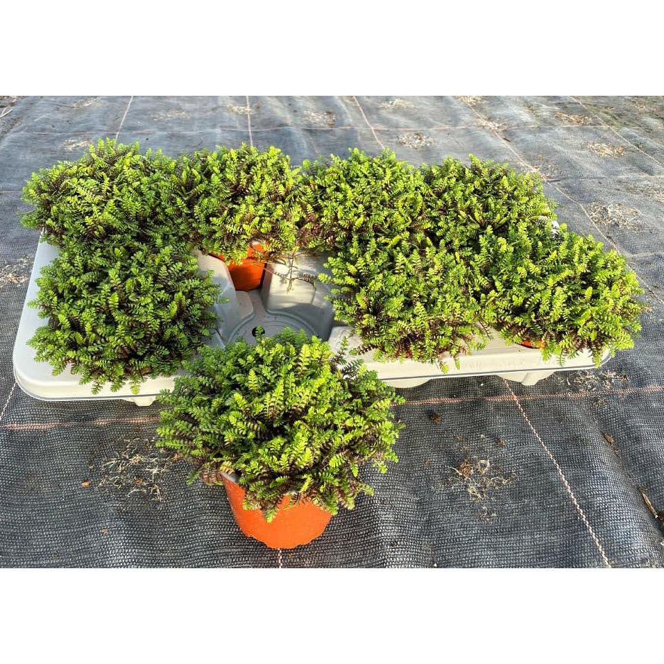 Cotula leptinella inkognito