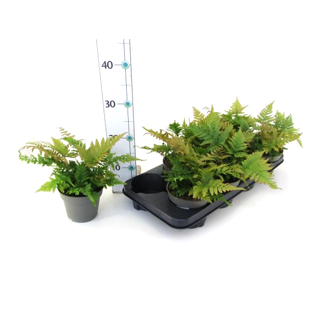 Dryopteris erythrosora