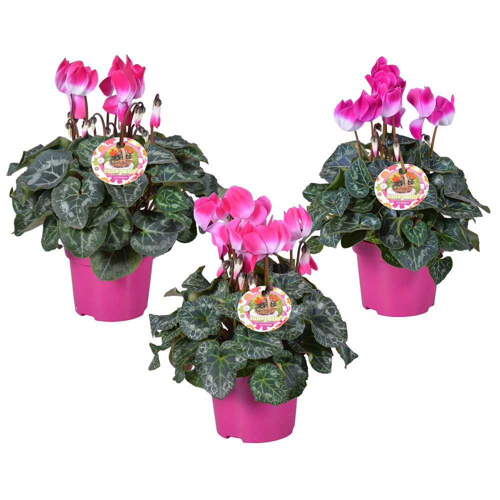 Cyclamen persicum indiaka