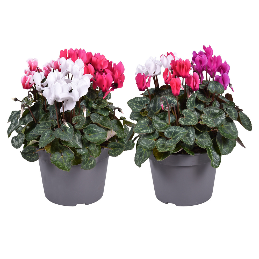 Cyclamen persicum patio trio