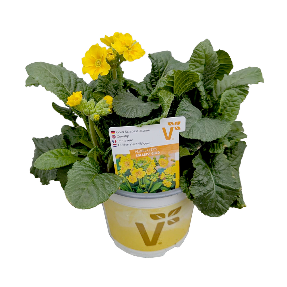 Primula veris solaris gold