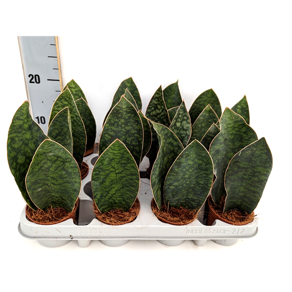 Sansevieria masoniana congo big leaf