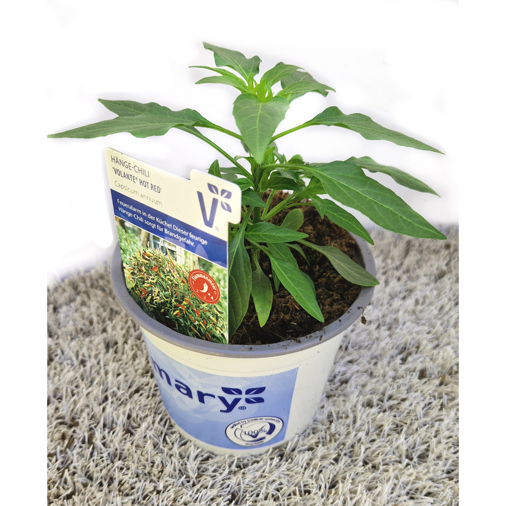 Capsicum annuum volante hot red
