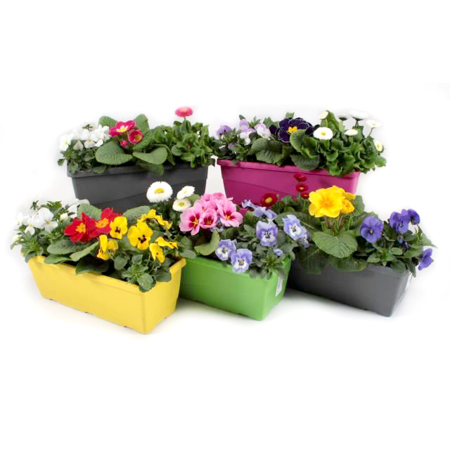 Frühlingsbalkonkasten