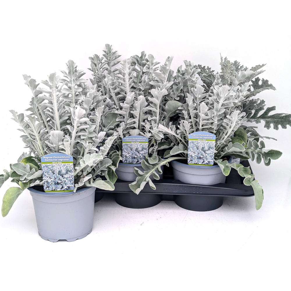 Centaurea ragusina silver oak