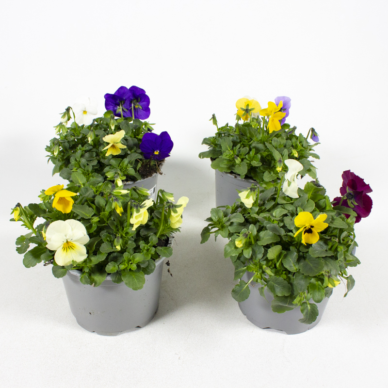 Viola cornuta trio