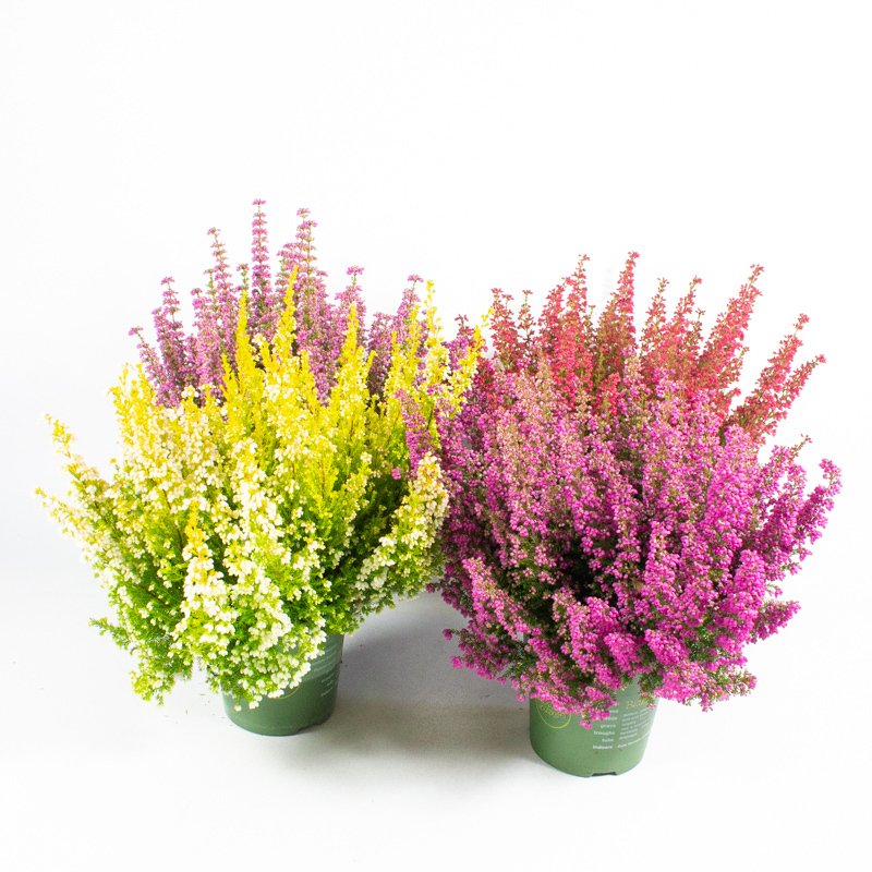 Erica gracilis beauty queens