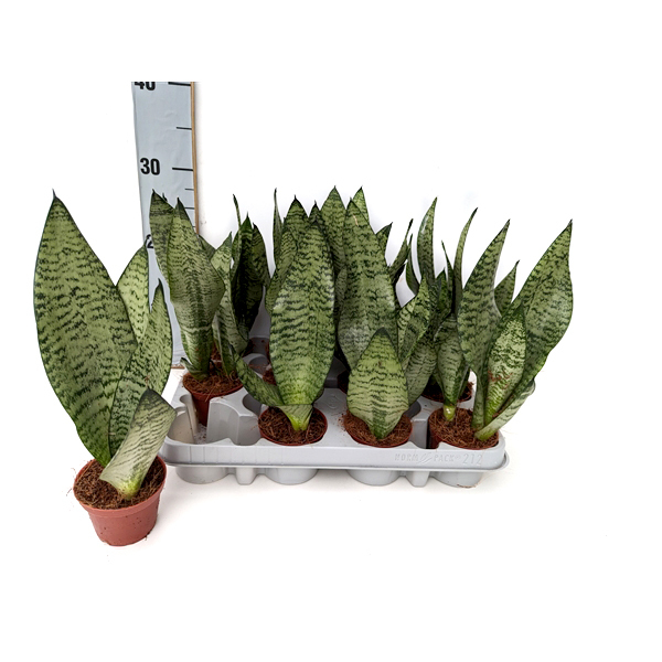Sansevieria zeylanica