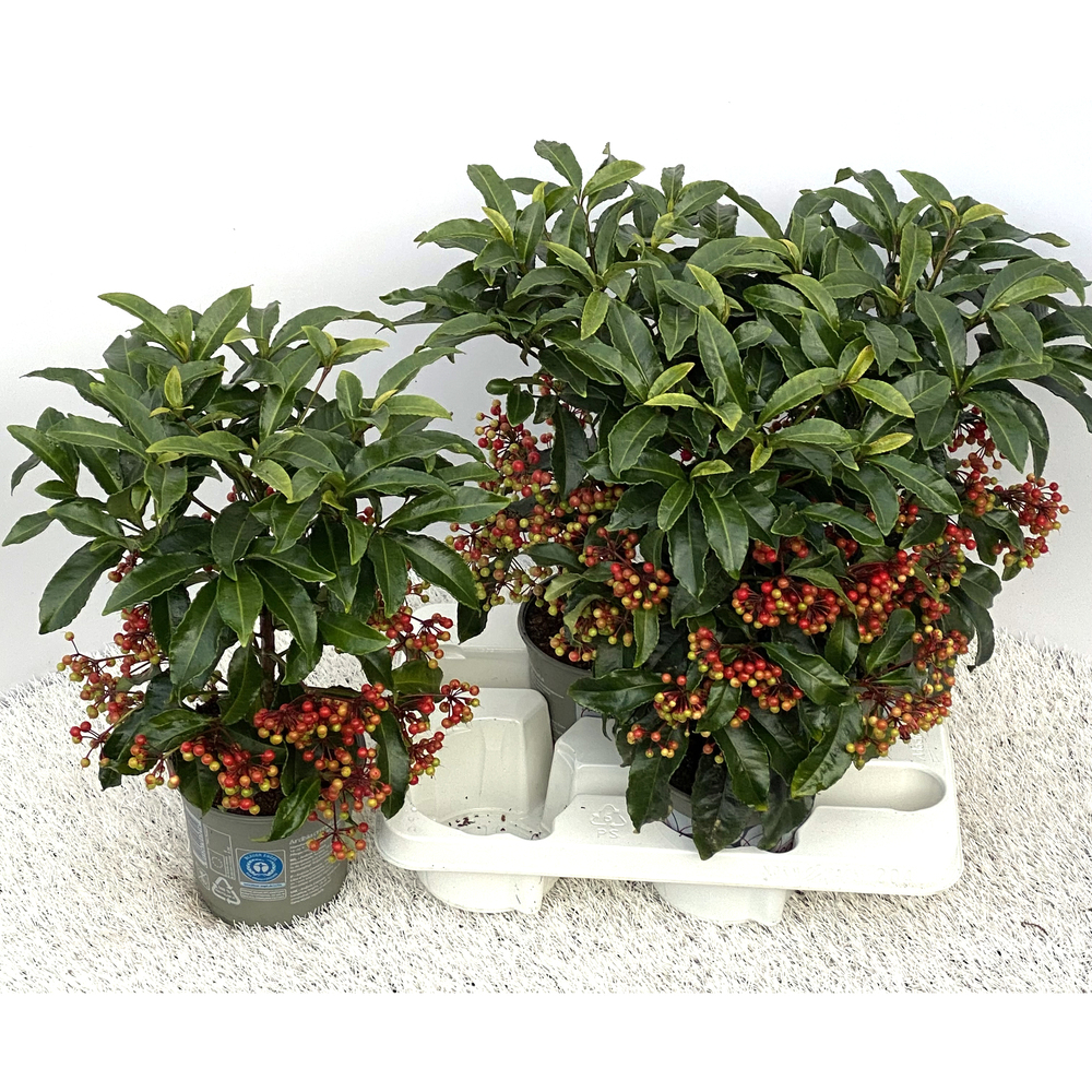 Ardisia crenata