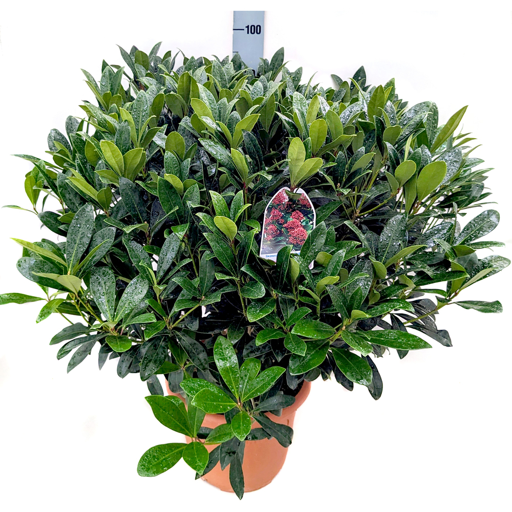 skimmia japonica rubella