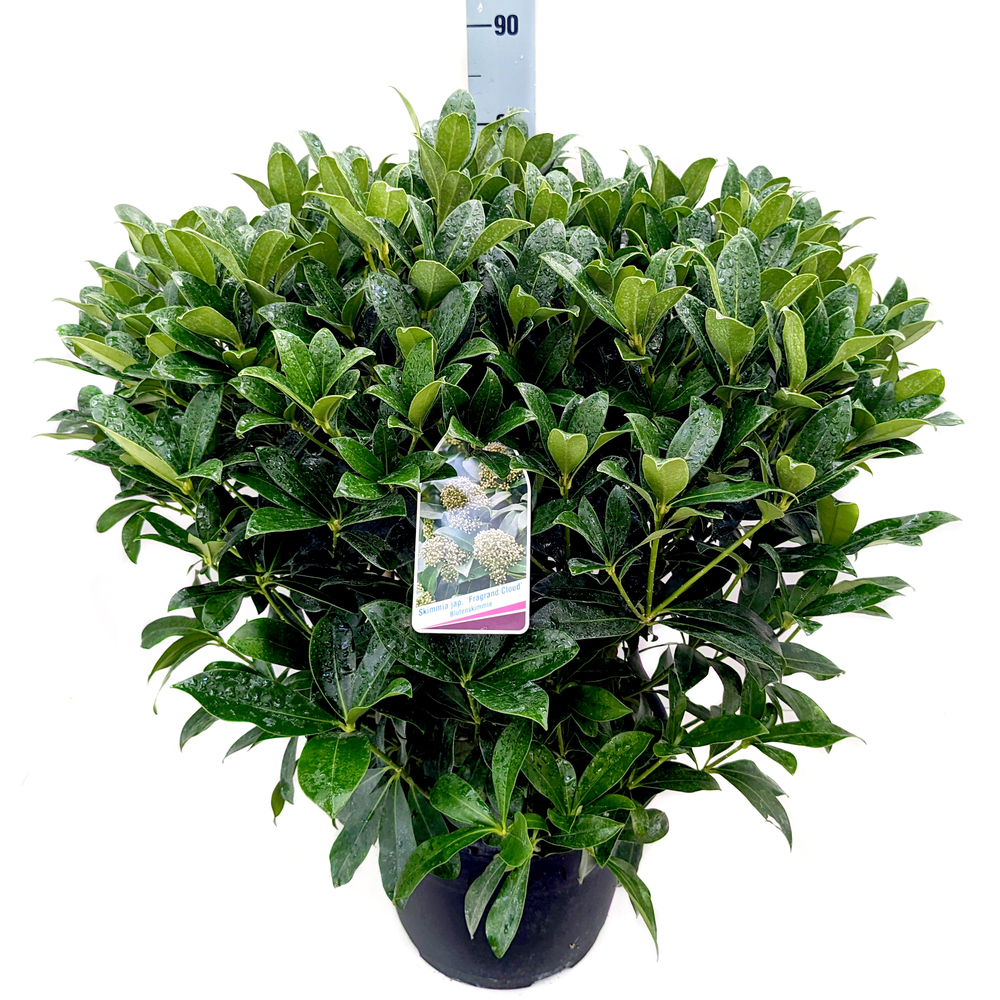 Skimmia japonica fragant cloud