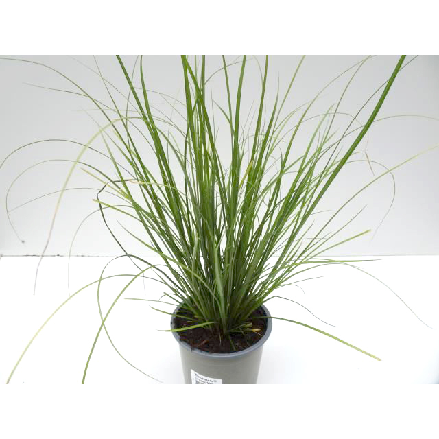 Carex howardii phönix green