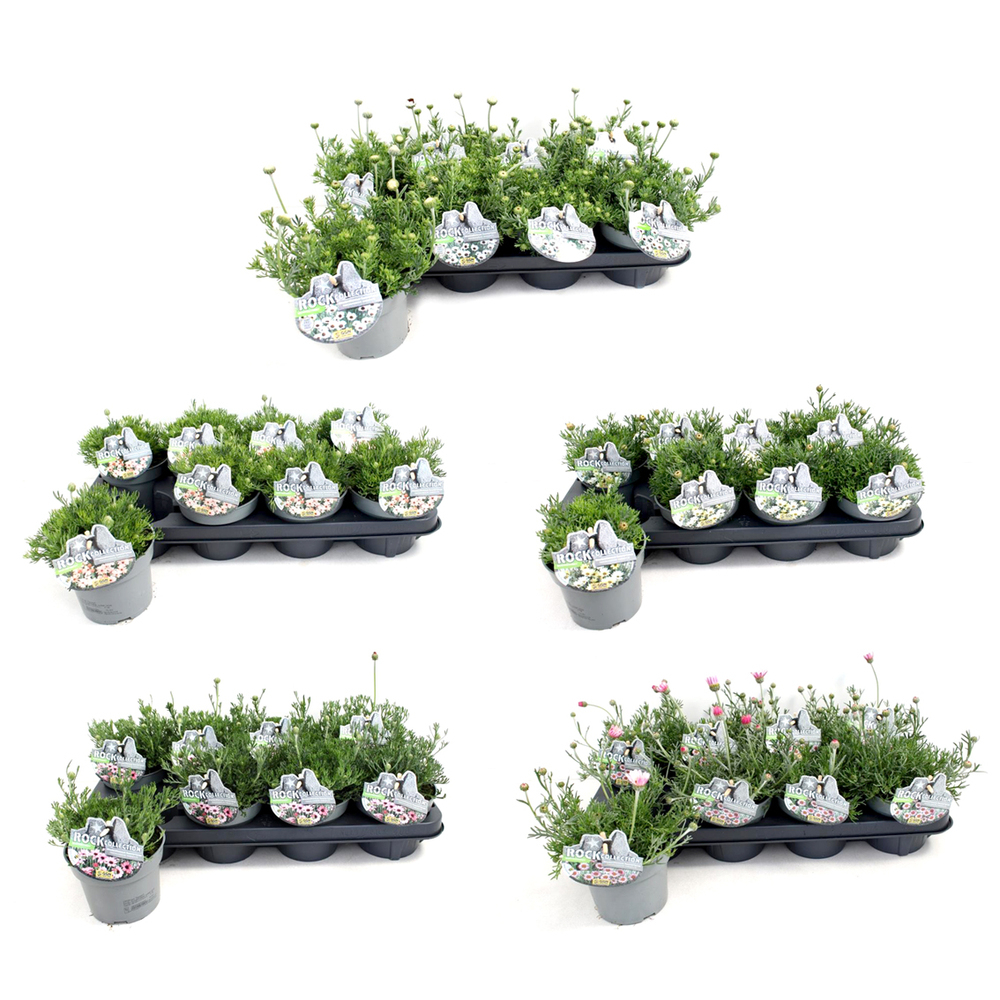 Rhodanthemum hosmariense