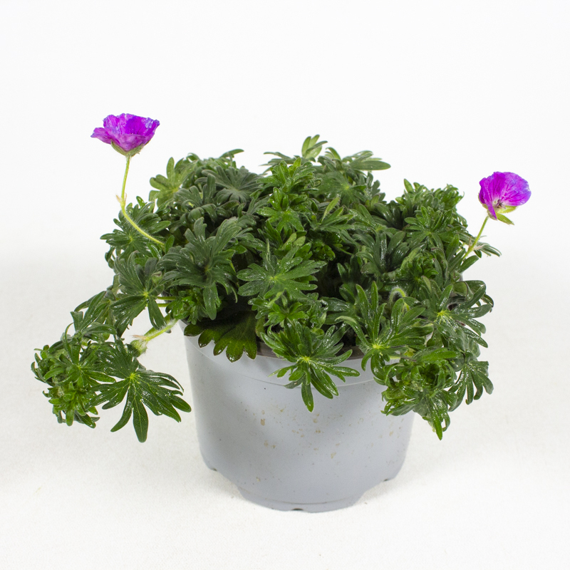 Geranium sanguineum