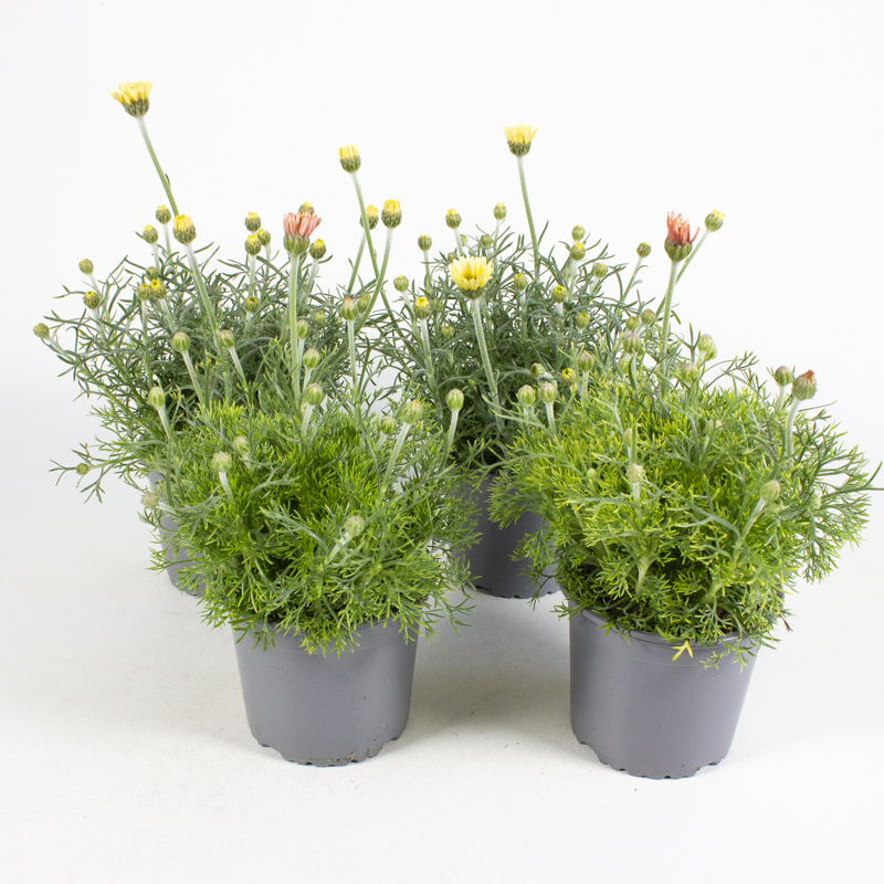 Rhodanthemum hosmariense