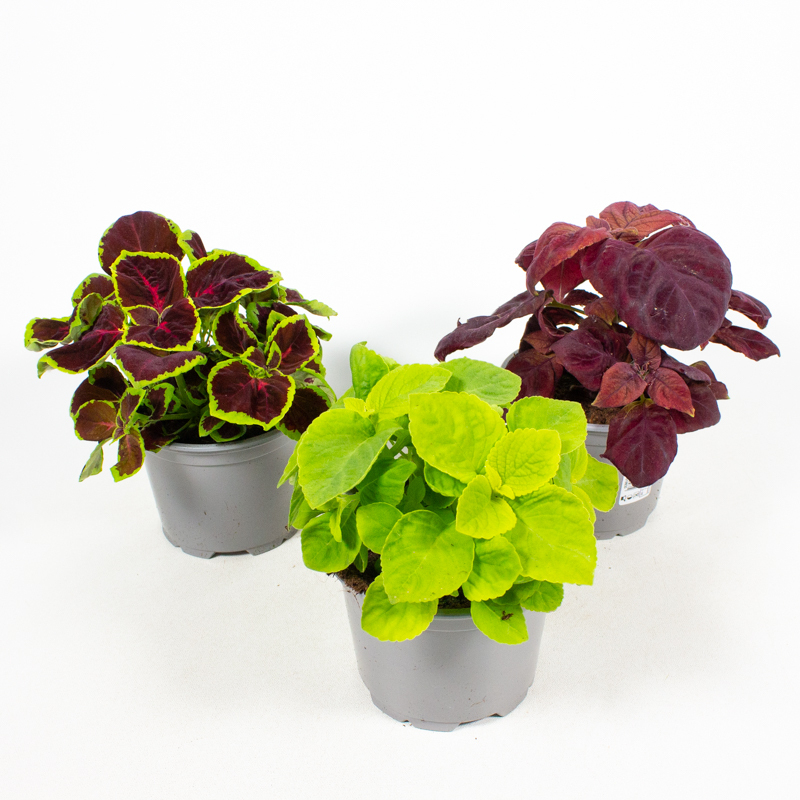 Coleus blumei hybriden