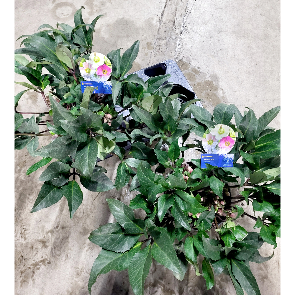 Helleborus ericsmithii hgc shooting star