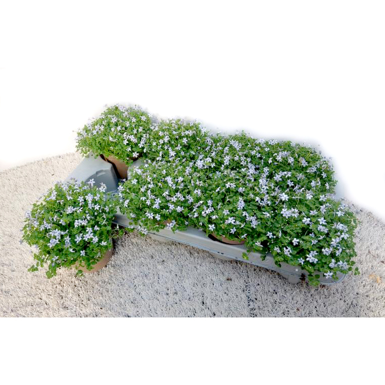 Isotoma fluviatilis
