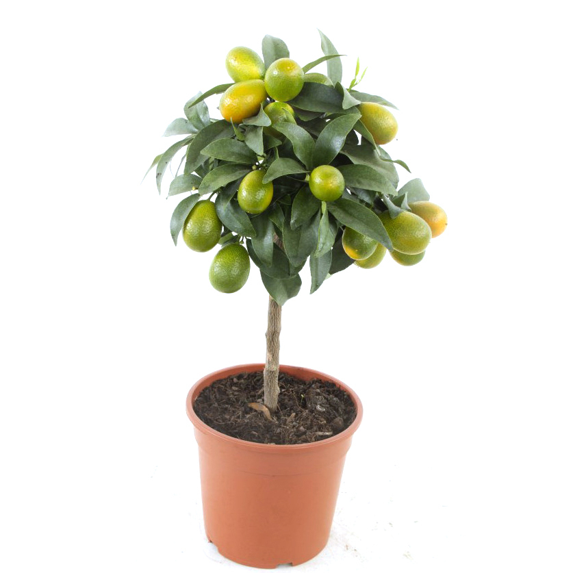 Citrus fortunella kumquat