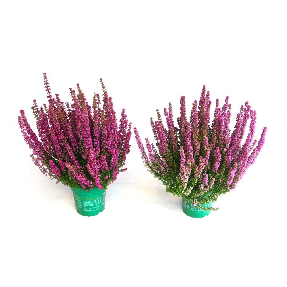Erica gracilis beauty queens