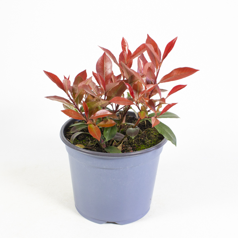 Photinia fraseri carre rouge