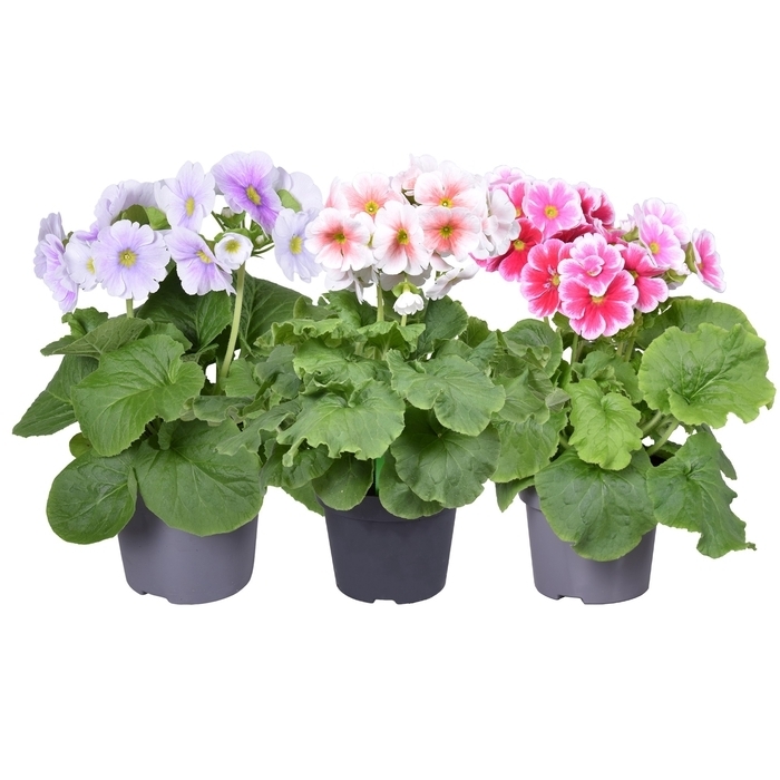 Primula obconica sweet kisses